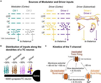 A mechanism for deviance detection and contextual routing in the thalamus: a review and theoretical proposal